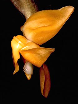 orquideas